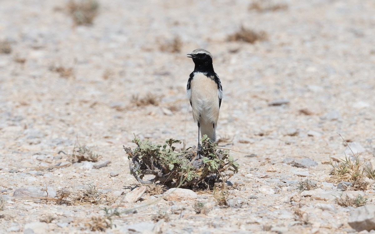Desert Wheatear - ML627559955