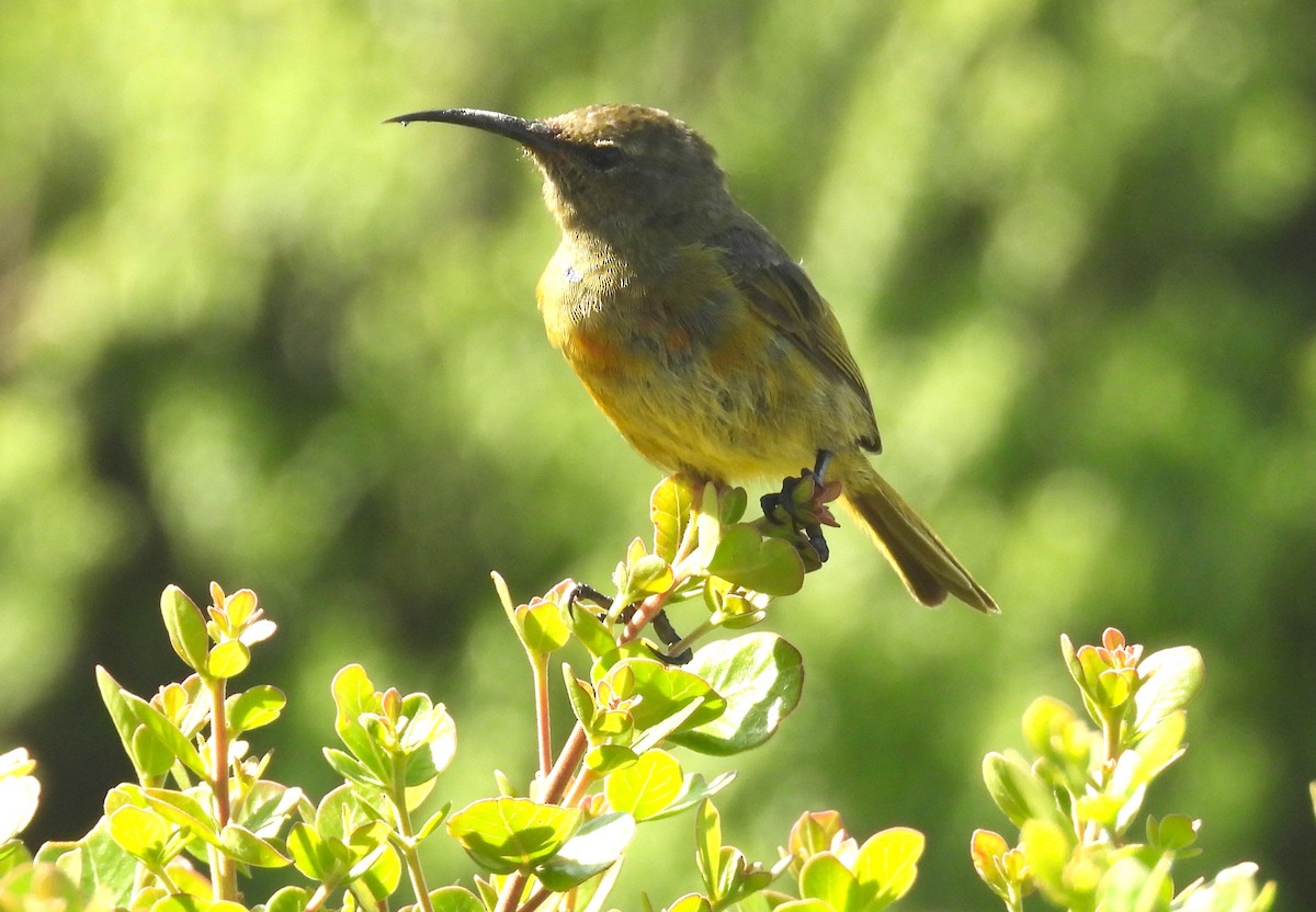 Orange-breasted Sunbird - ML627560066