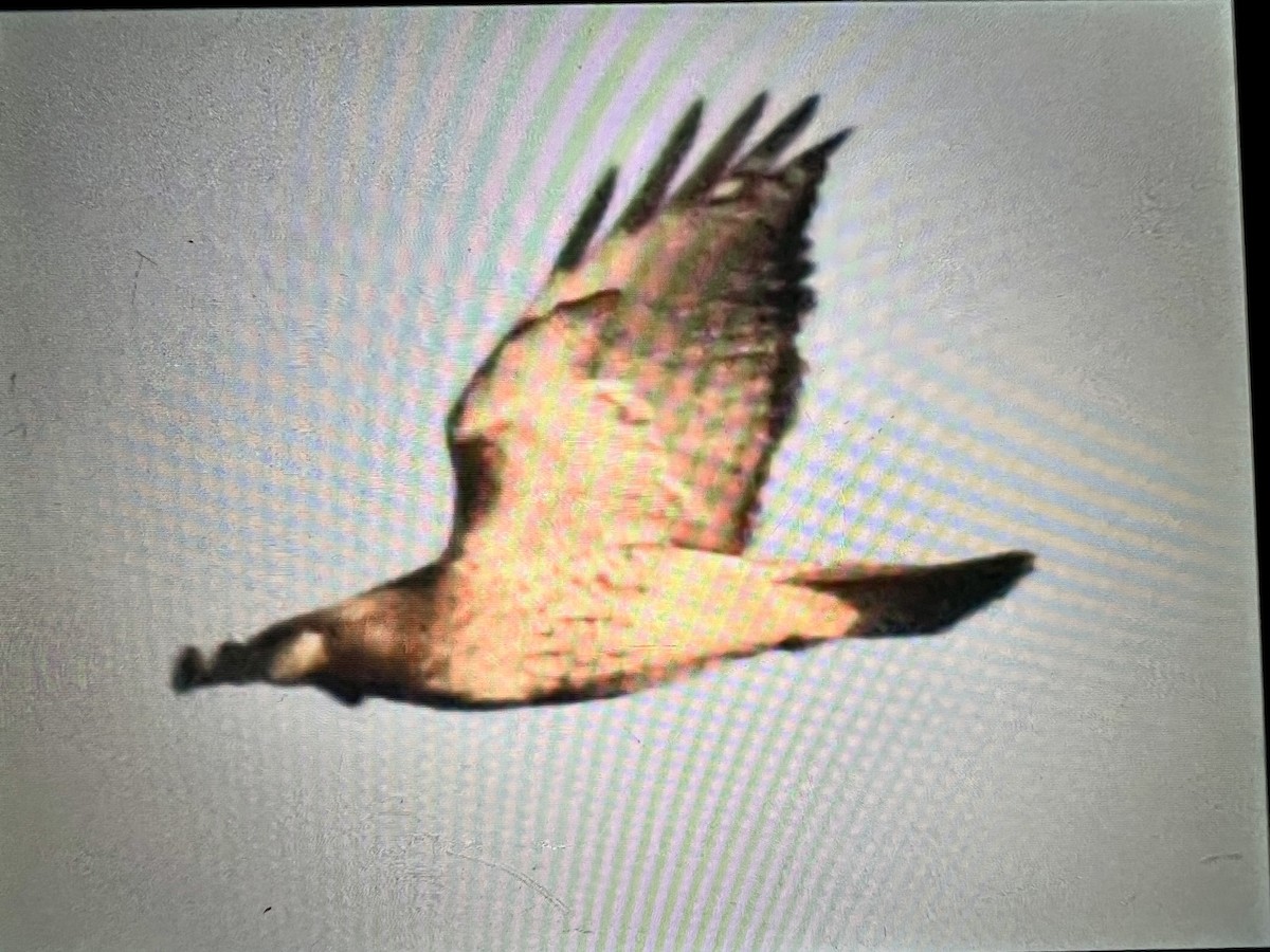 Red-tailed Hawk - ML627560074