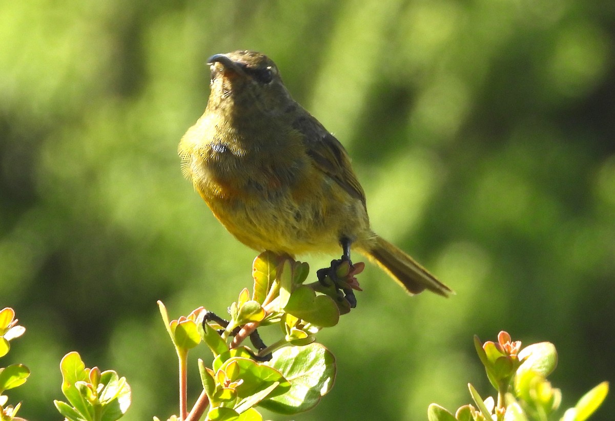 Orange-breasted Sunbird - ML627560079