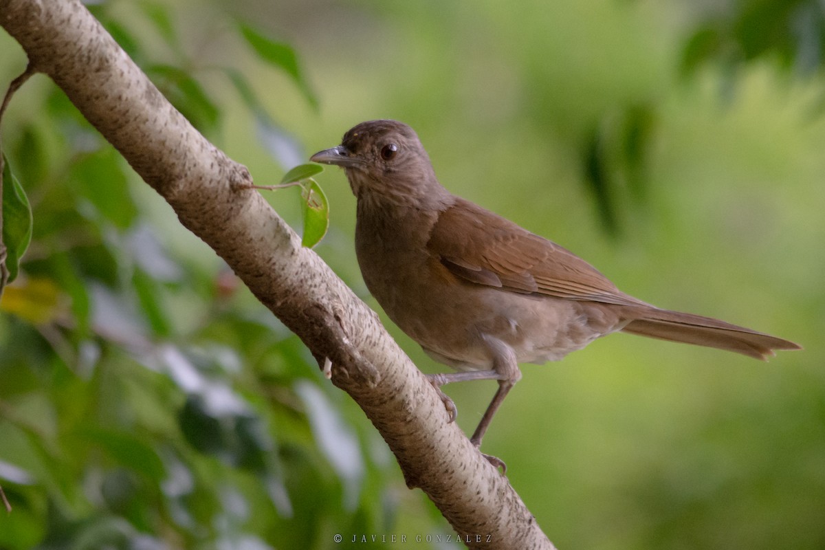 Pale-breasted Thrush - ML627560376