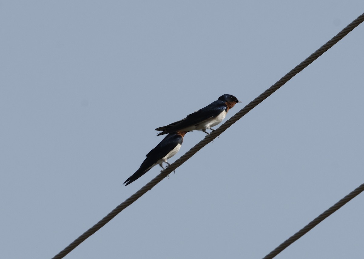 Red-chested Swallow - ML627560564