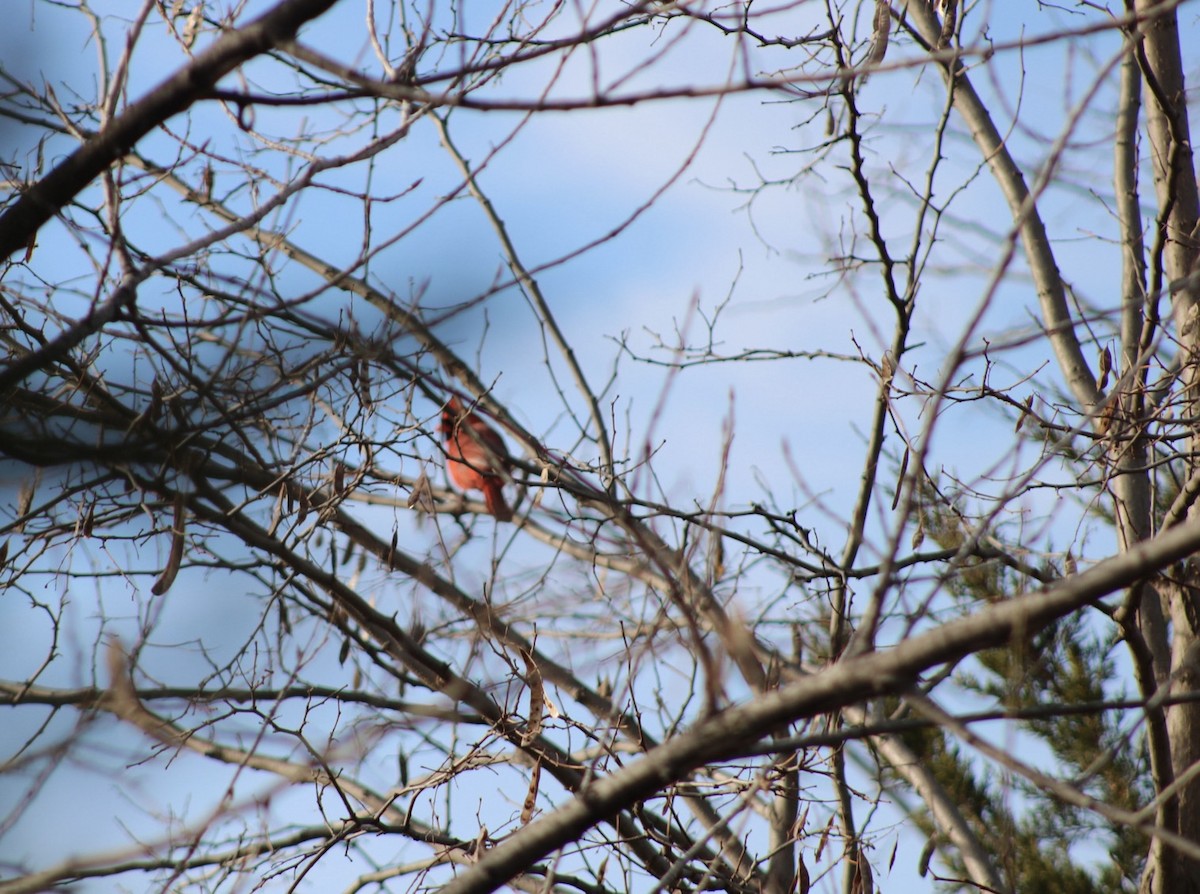 Northern Cardinal - ML627560590