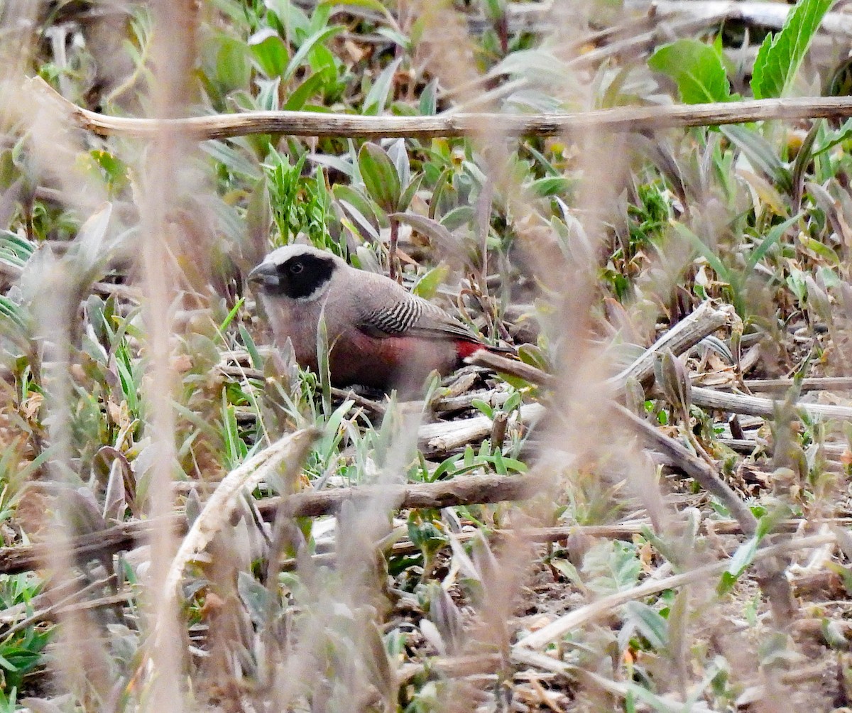 Black-faced Waxbill - ML627560600