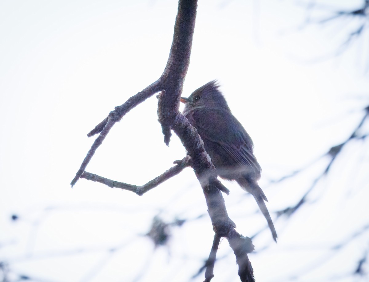 Greater Pewee - John Callender