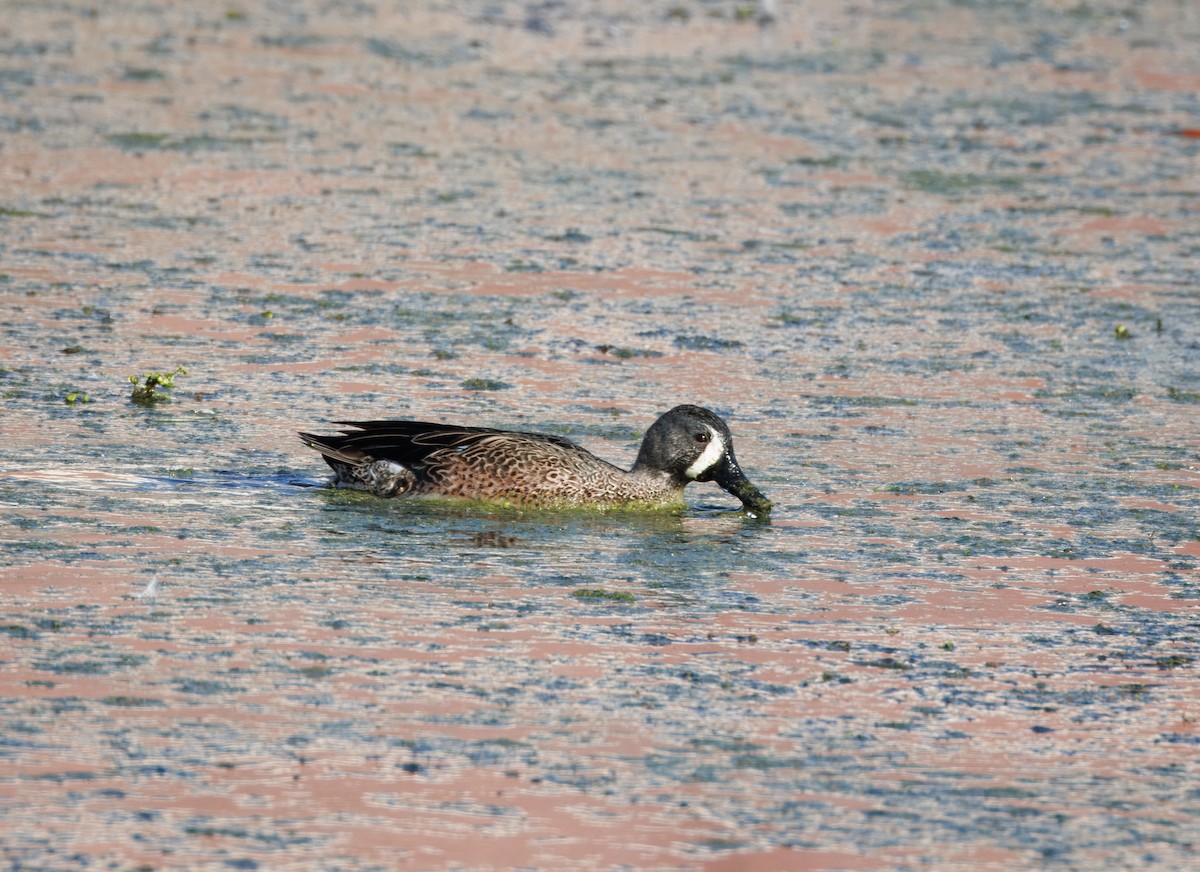Blue-winged Teal - John Callender