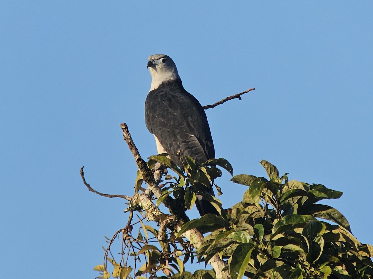 Gray-headed Kite - ML627560817