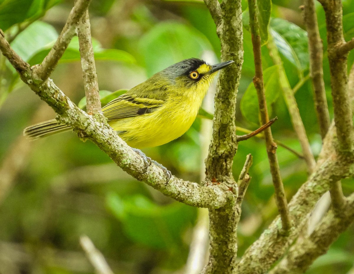 Gray-headed Tody-Flycatcher - ML627560836