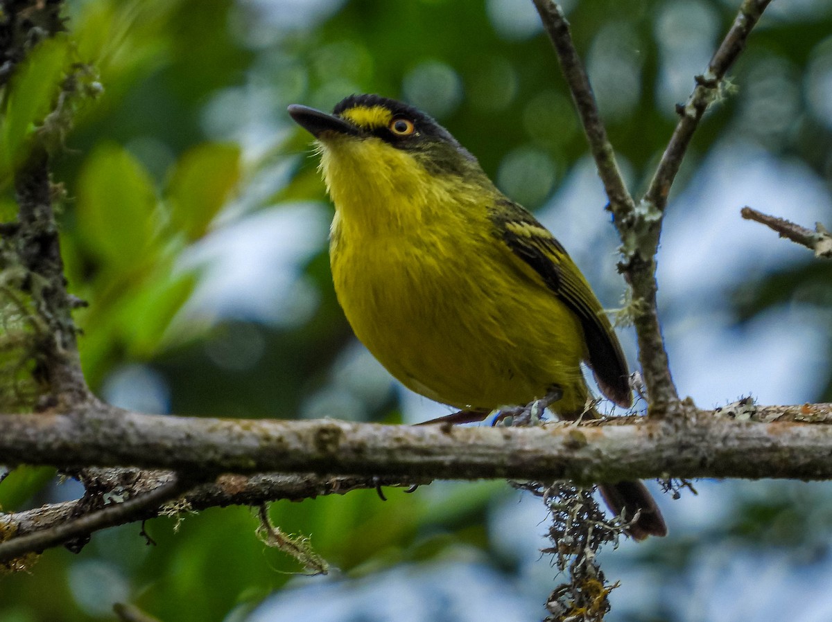 Gray-headed Tody-Flycatcher - ML627560837