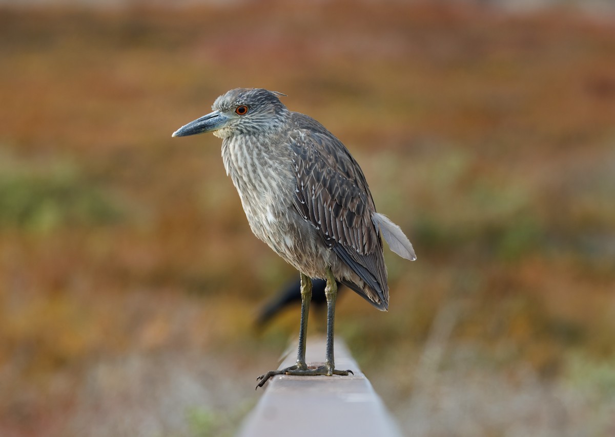 Yellow-crowned Night Heron - John Callender