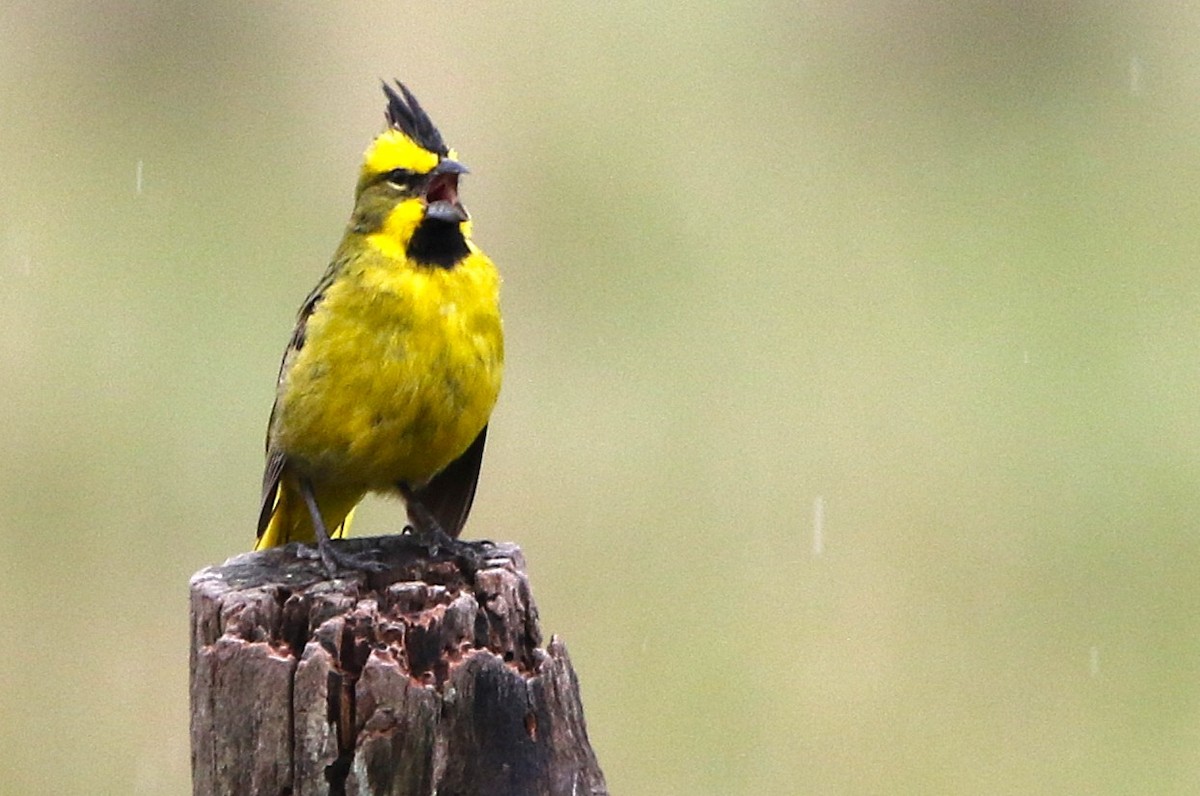 Yellow Cardinal - ML627560998