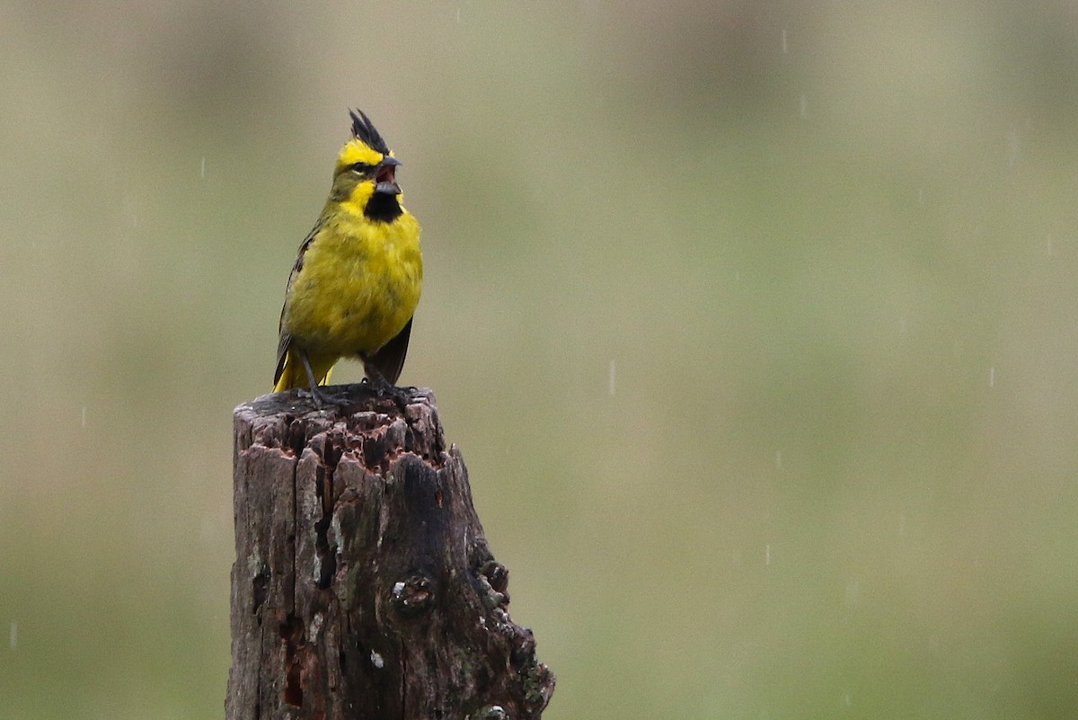 Yellow Cardinal - ML627560999