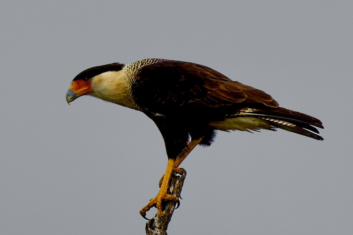 Crested Caracara - ML627561000