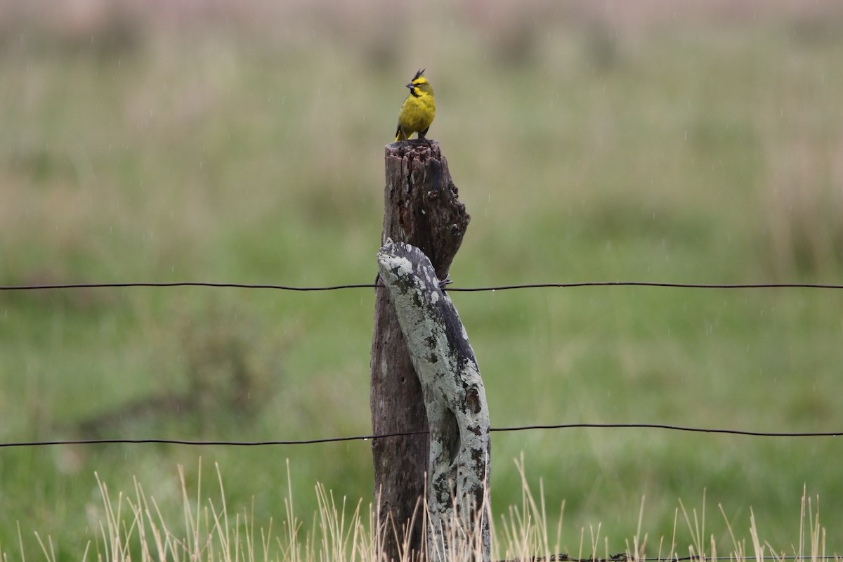 Yellow Cardinal - ML627561001