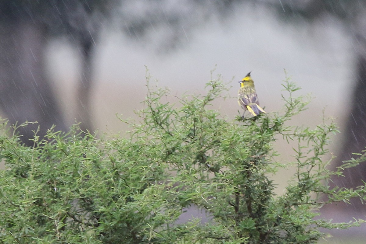 Yellow Cardinal - ML627561014