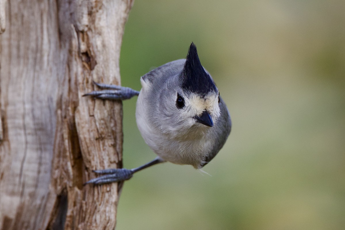 Black-crested Titmouse - ML627561025