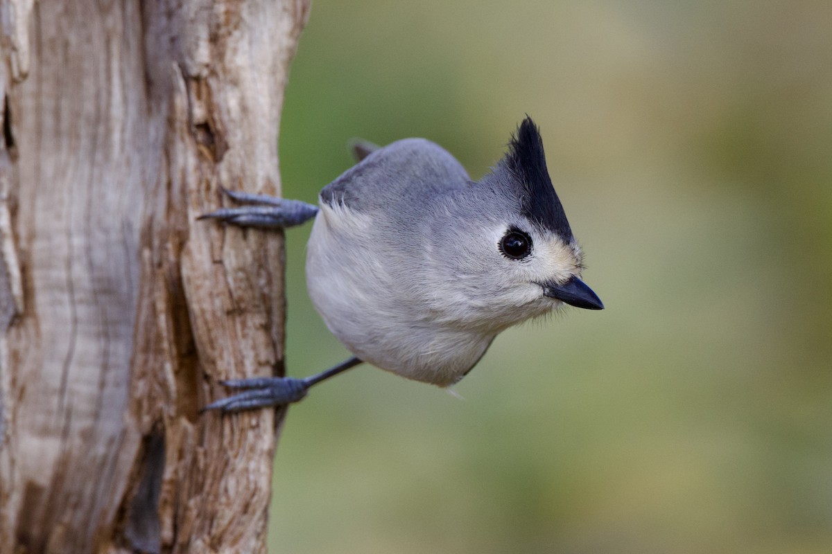 Black-crested Titmouse - ML627561026