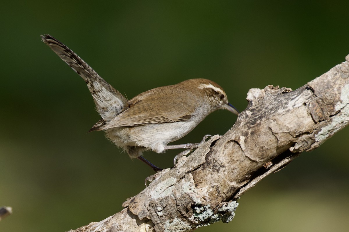 Bewick's Wren - ML627561039