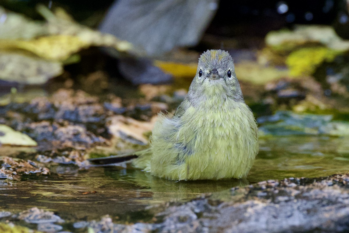 Orange-crowned Warbler - ML627561068