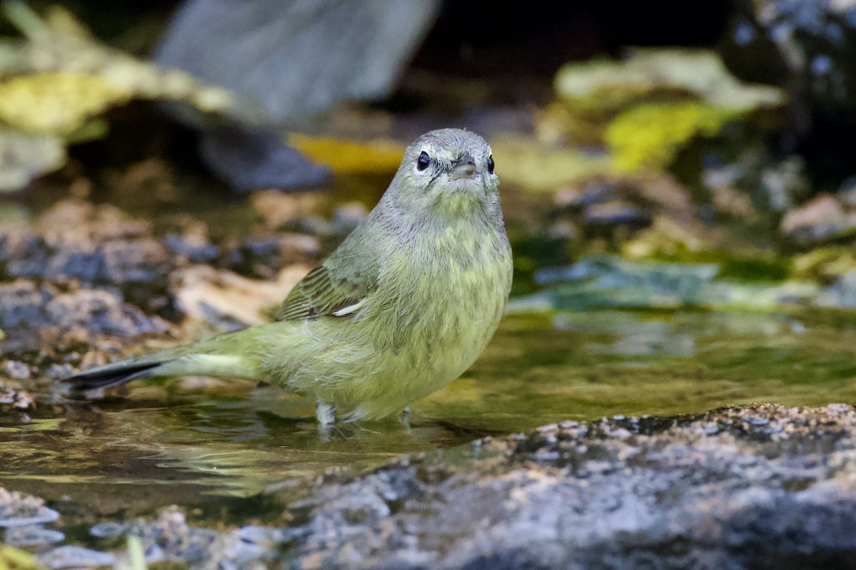 Orange-crowned Warbler - ML627561069