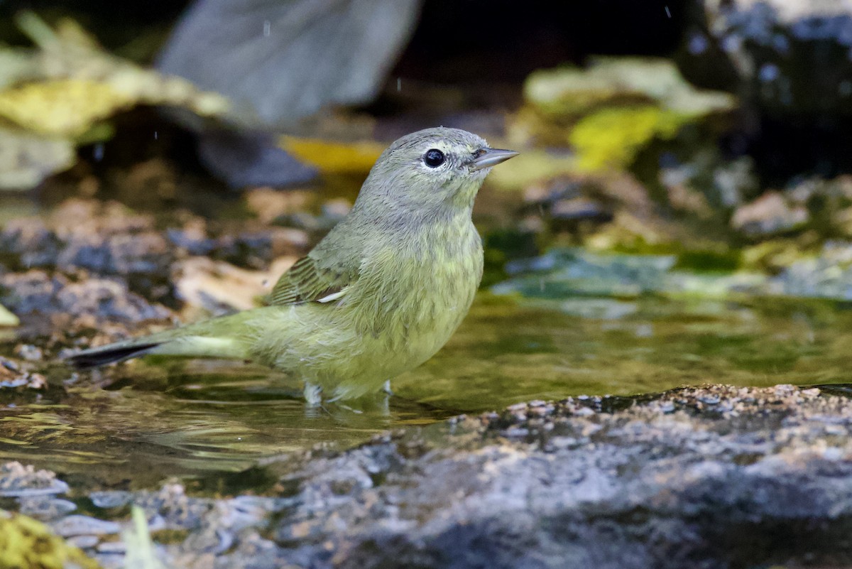 Orange-crowned Warbler - ML627561070