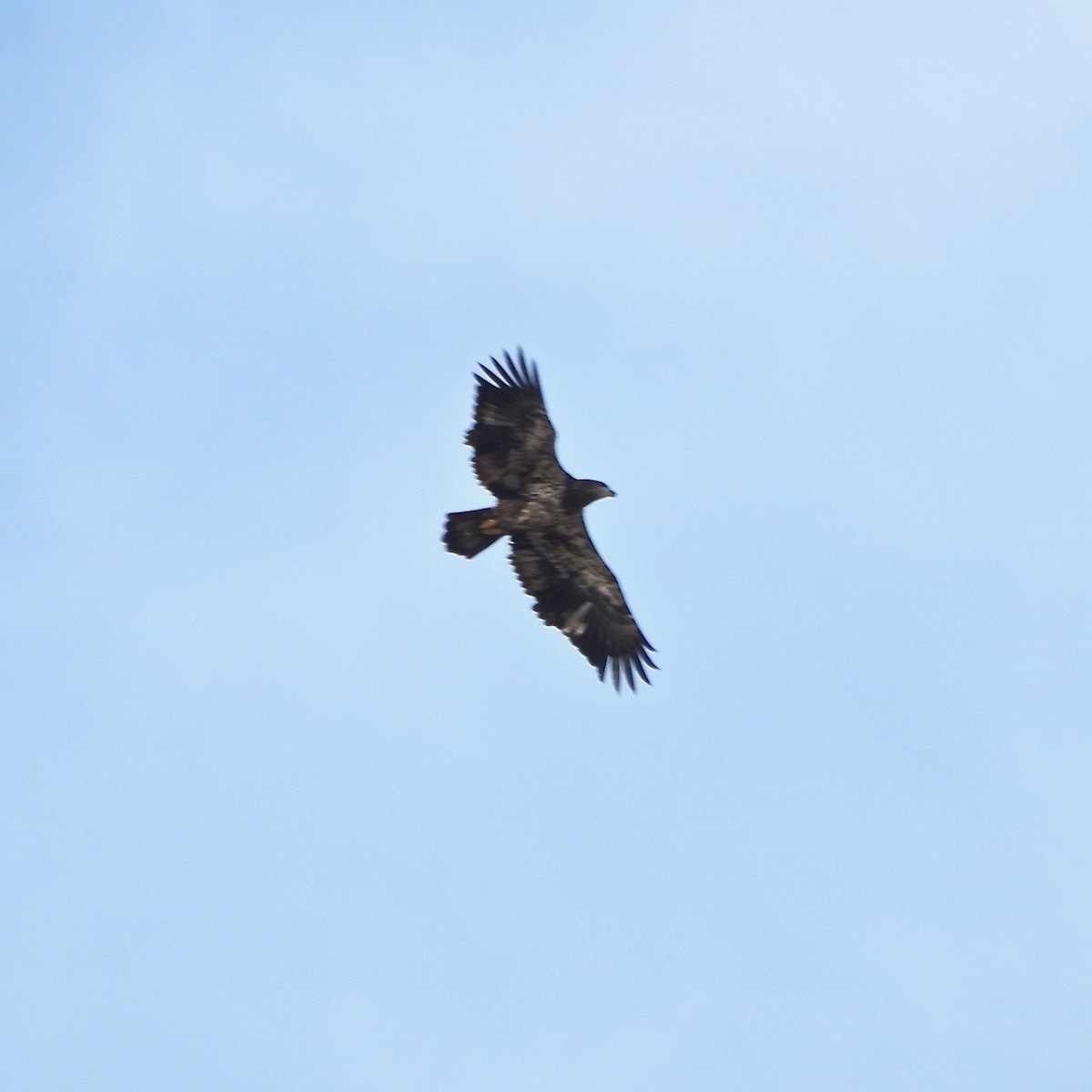 Bald Eagle - ML627561155