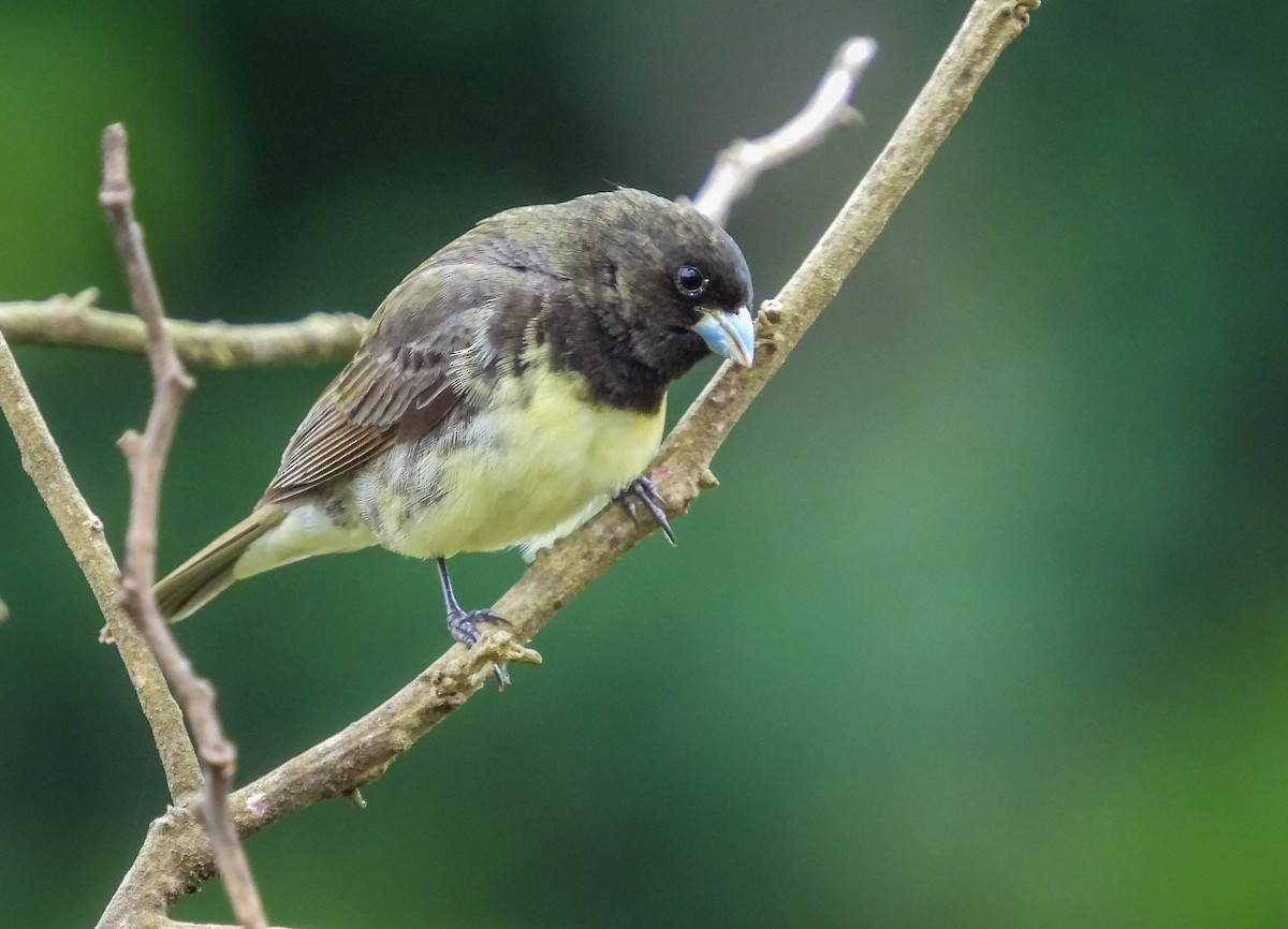 Yellow-bellied Seedeater - ML627561172