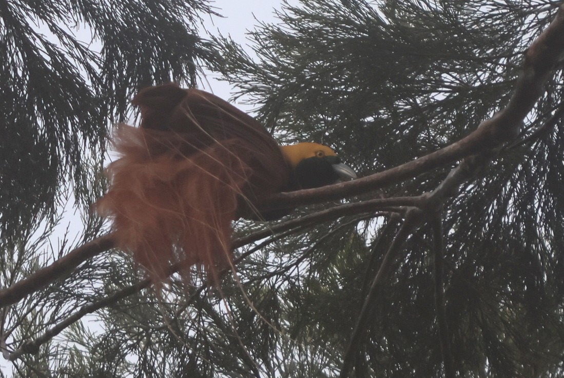 Raggiana Bird-of-Paradise - ML627561218