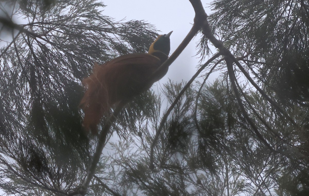 Raggiana Bird-of-Paradise - ML627561219