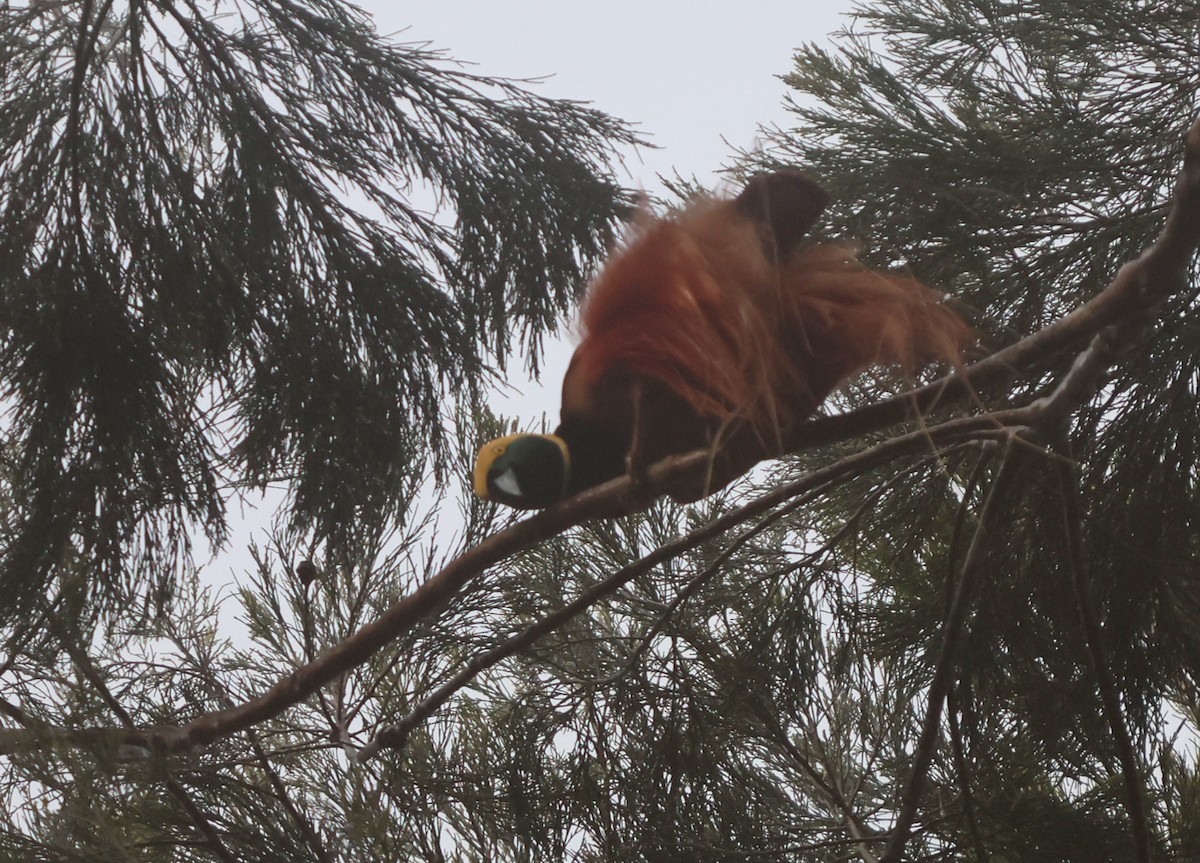 Raggiana Bird-of-Paradise - ML627561220