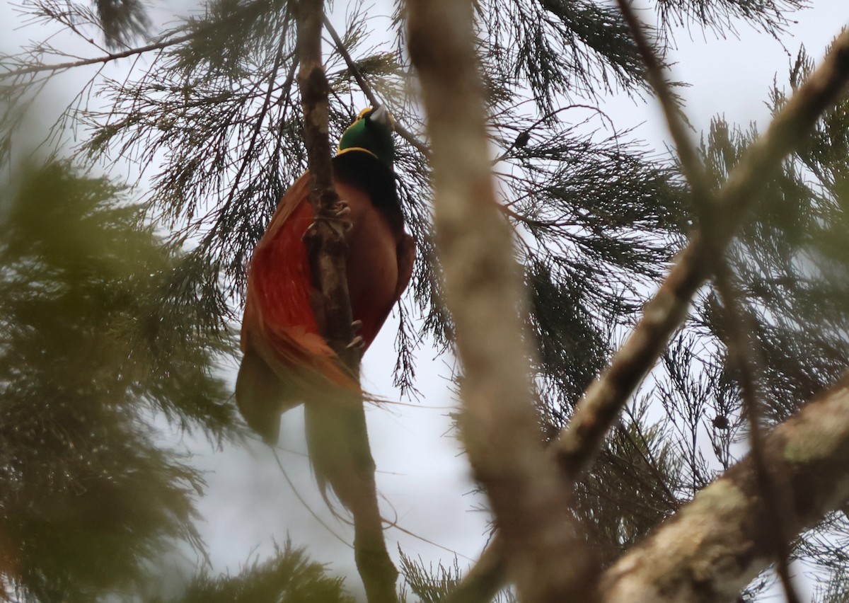 Raggiana Bird-of-Paradise - ML627561221