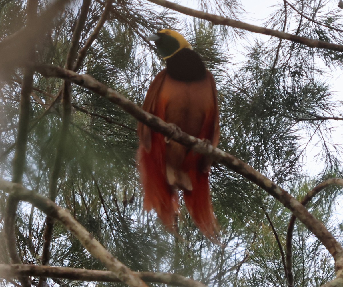 Raggiana Bird-of-Paradise - ML627561222
