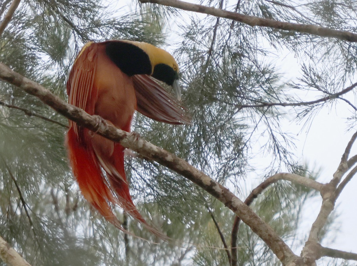 Raggiana Bird-of-Paradise - ML627561223