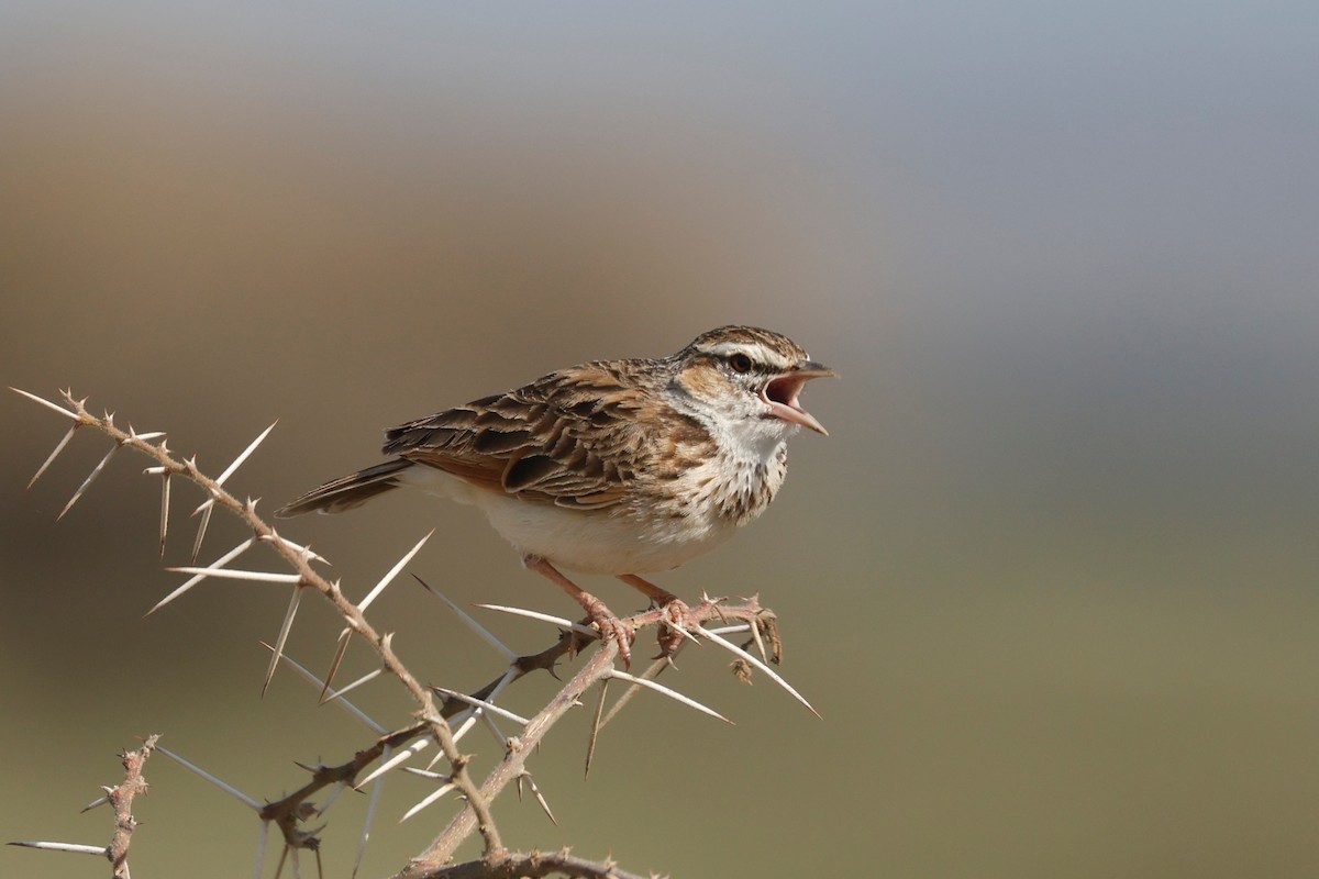 Fawn-colored Lark (Foxy) - ML627561305