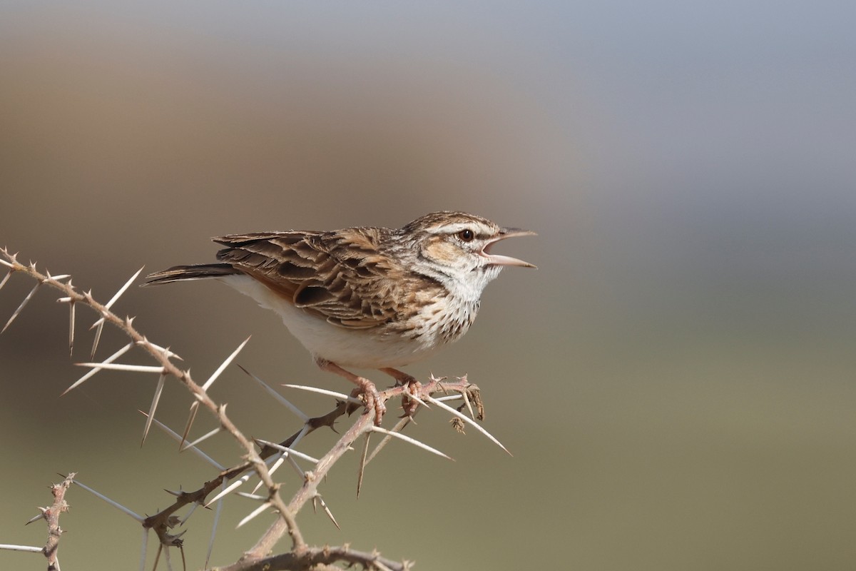 Fawn-colored Lark (Foxy) - ML627561306