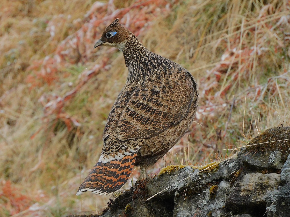 Himalayan Monal - ML627561391