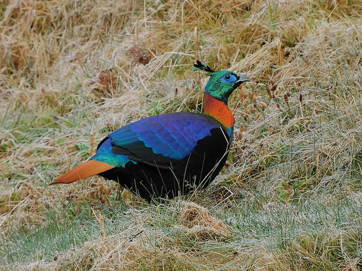 Himalayan Monal - ML627561392