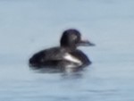 White-winged Scoter - ML627561475