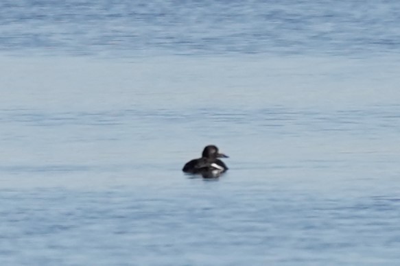 White-winged Scoter - ML627561476