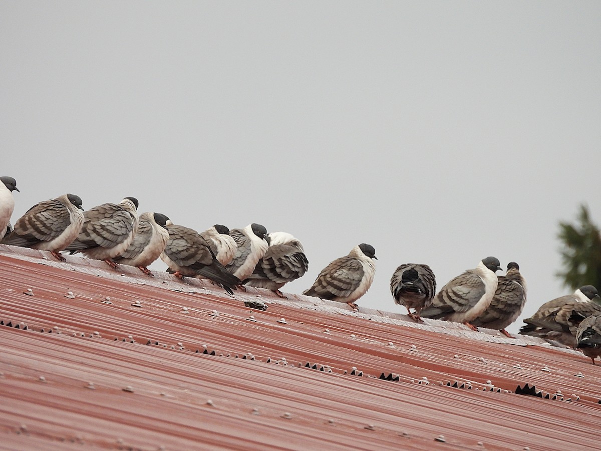 Snow Pigeon - ML627561481