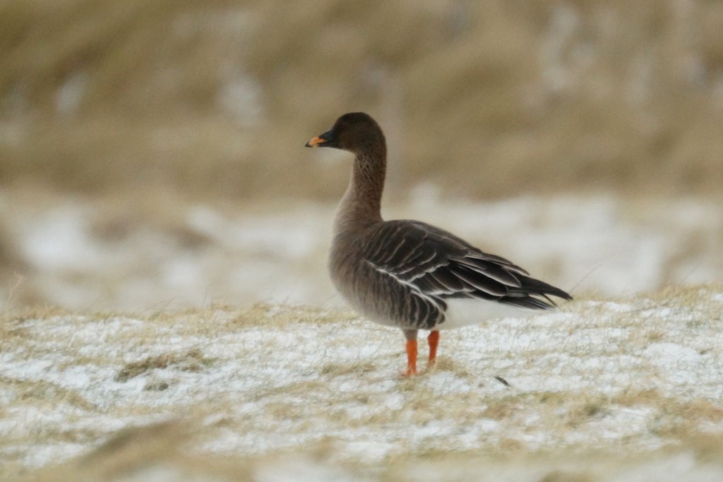 Tundra Bean-Goose - ML627561546