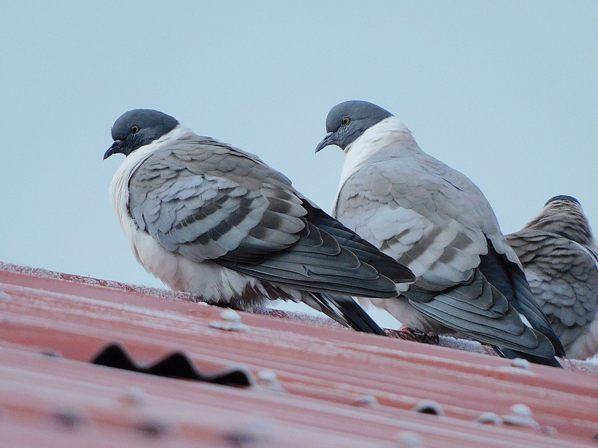 Snow Pigeon - ML627561579