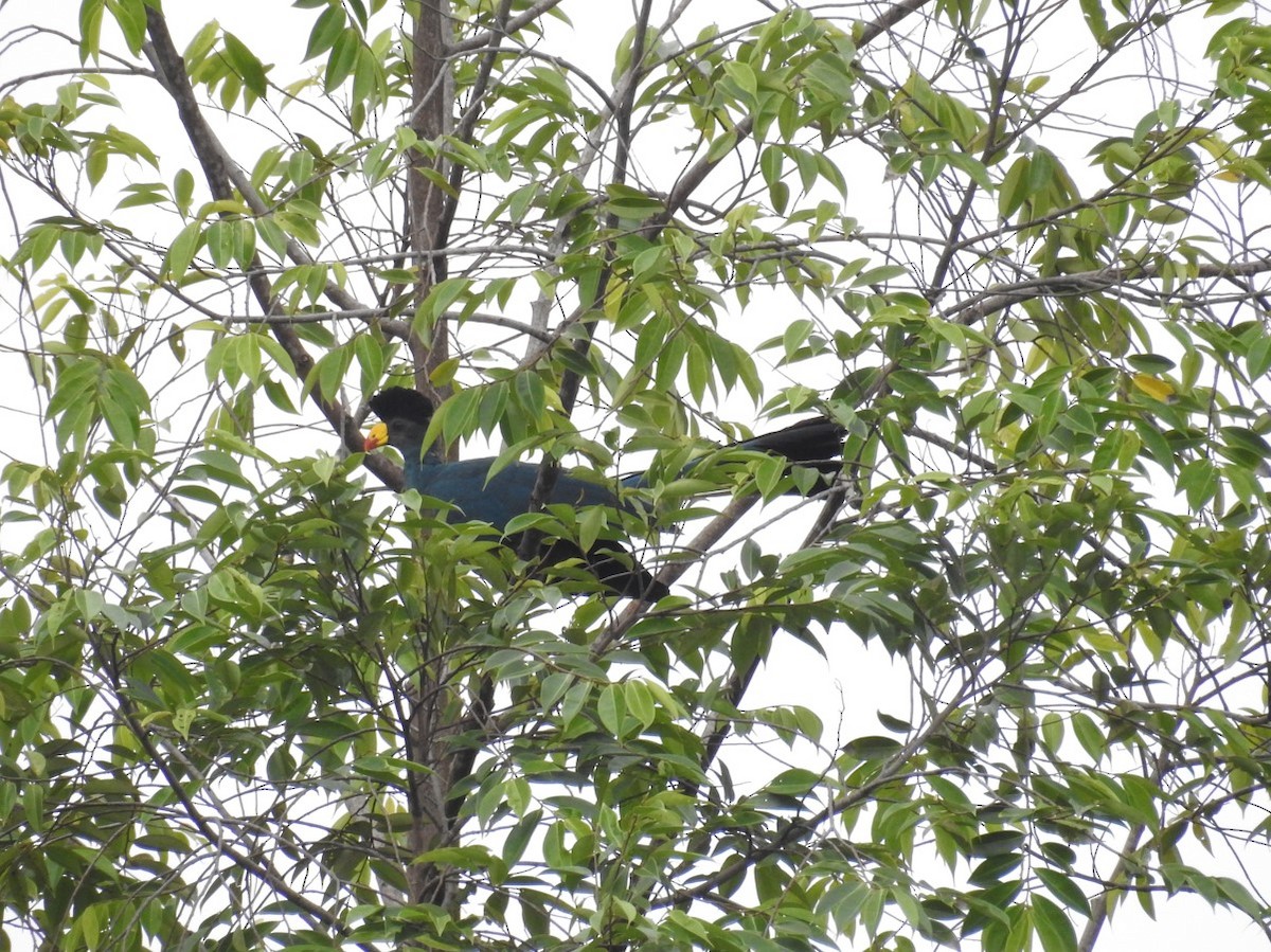 Great Blue Turaco - ML627561662