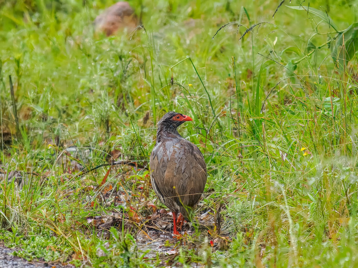 Swainson's Spurfowl - ML627561677