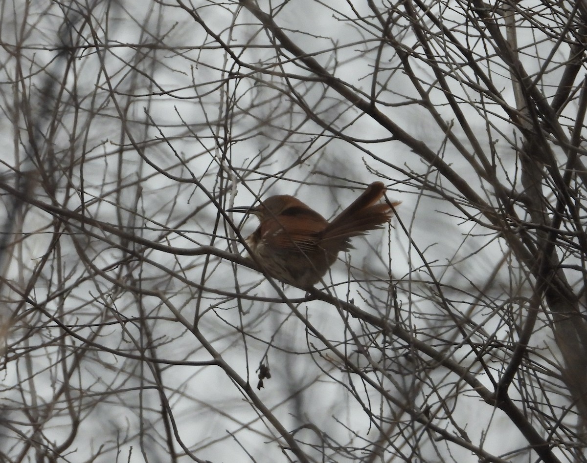 Brown Thrasher - ML627561684