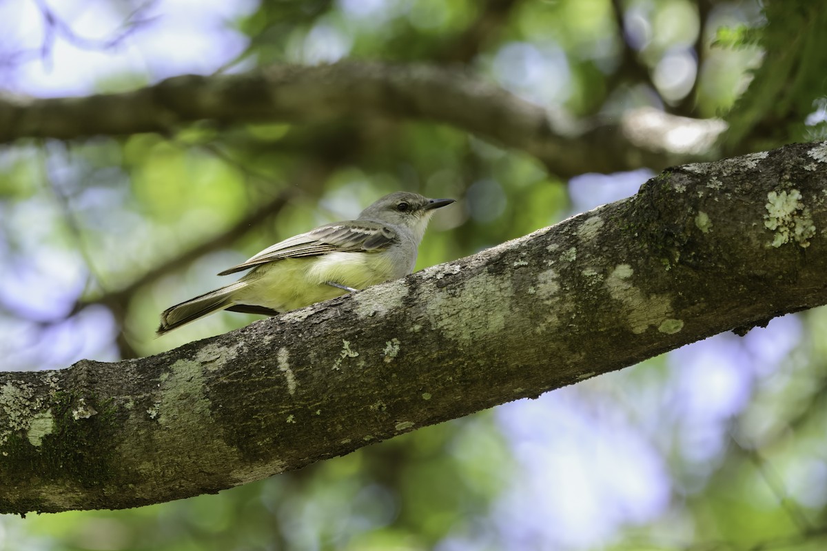 Suiriri Flycatcher - ML627561729