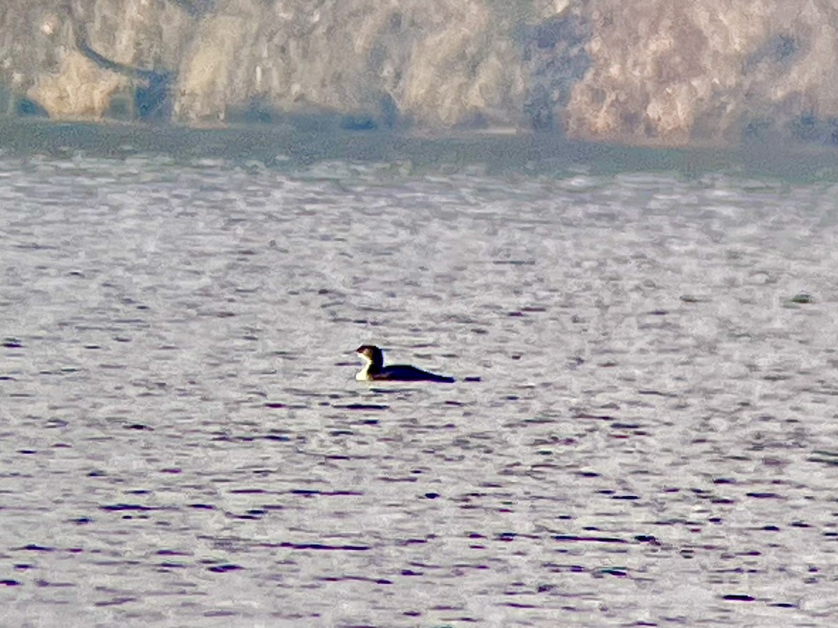 Common Loon - ML627561826