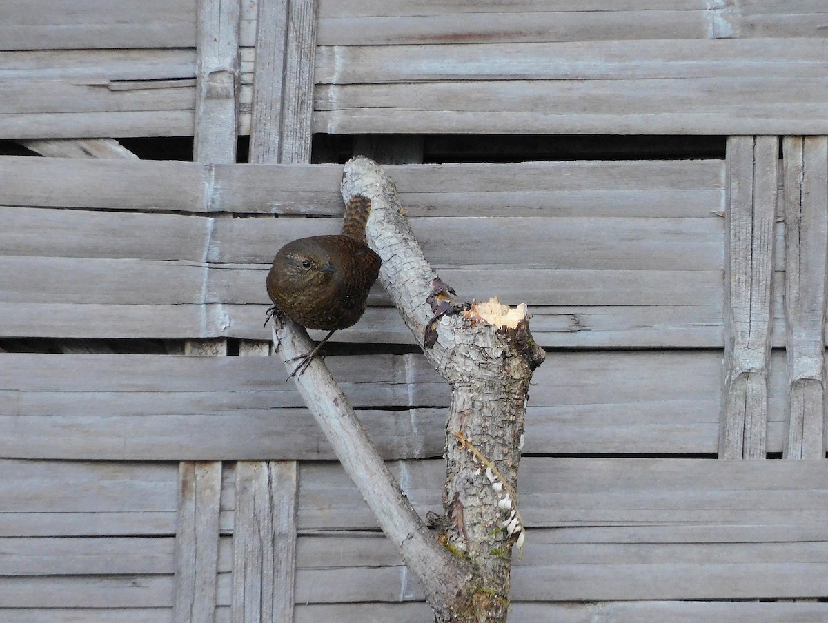 Eurasian Wren - ML627561968