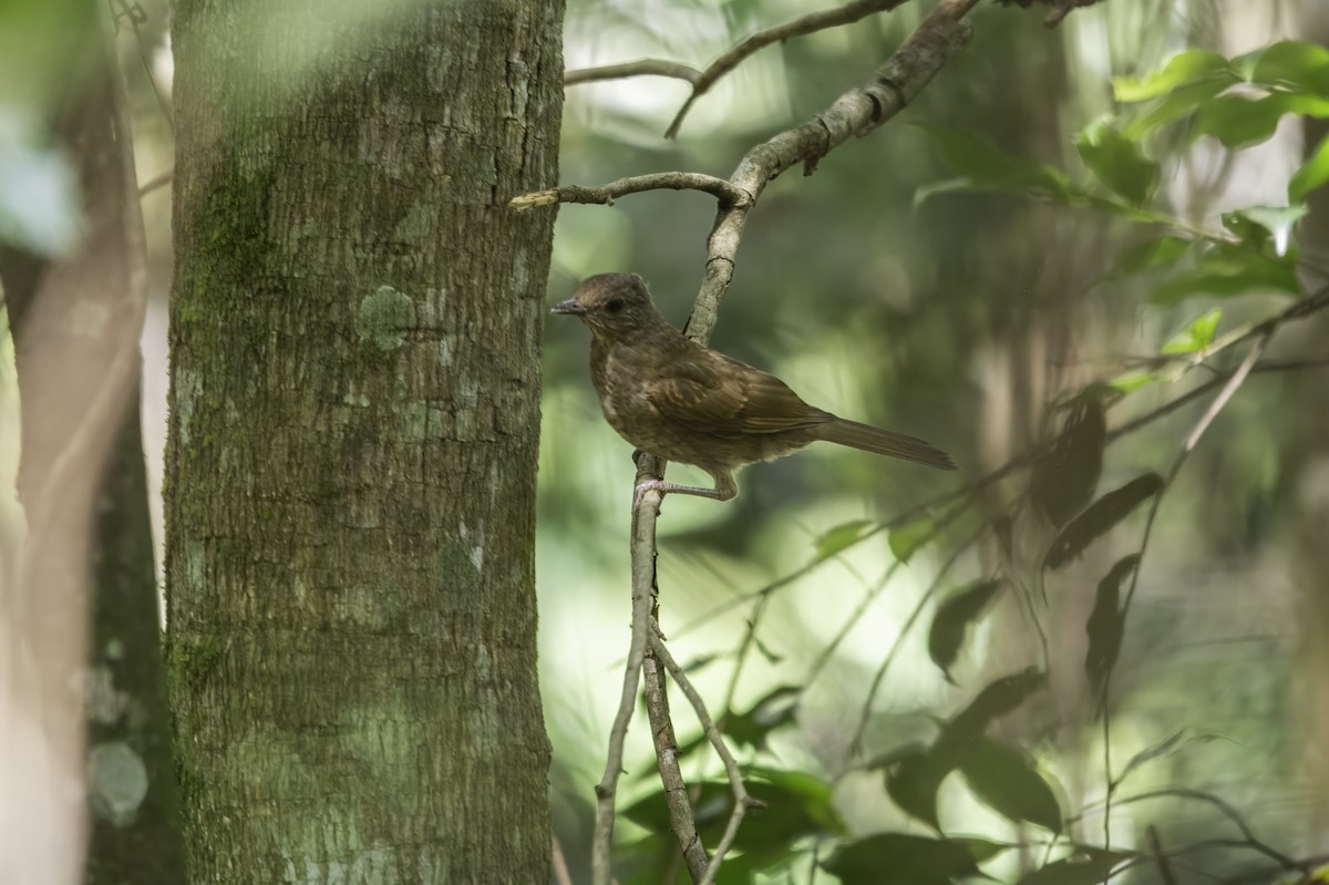 Pale-breasted Thrush - ML627561970