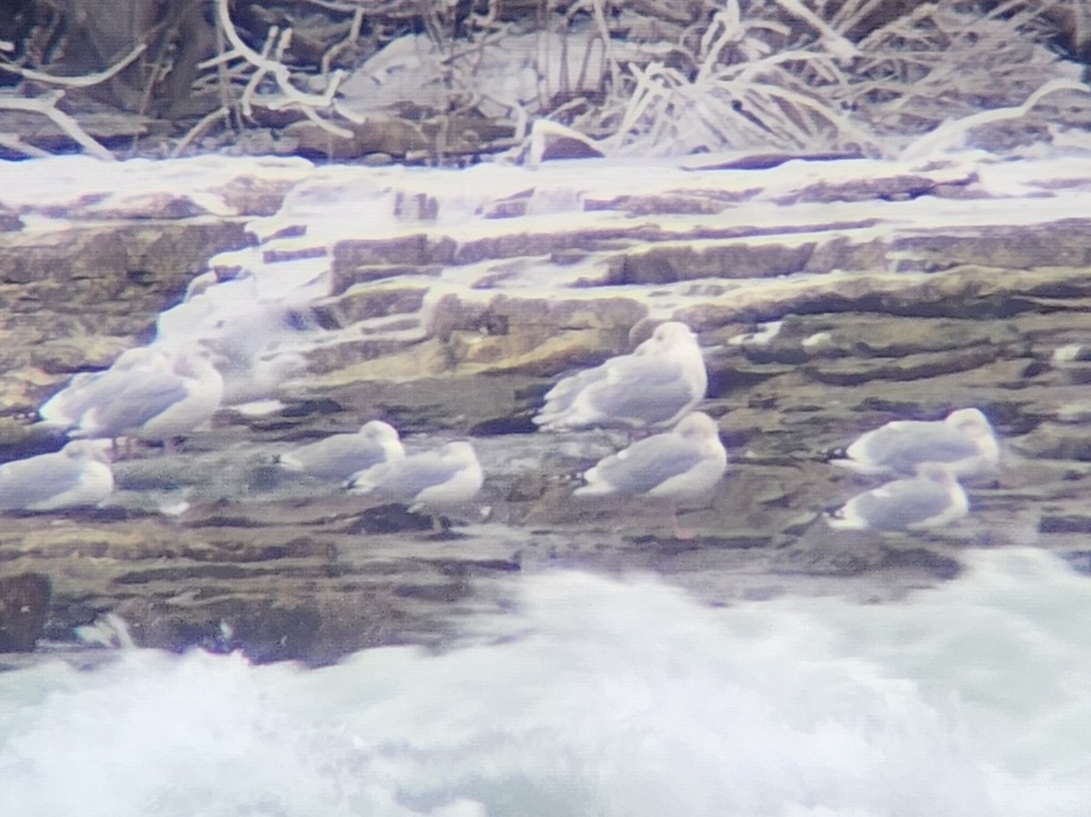 Iceland Gull (kumlieni) - ML627561979